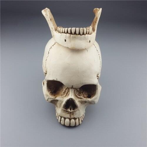 MRZOOT Human Skull Replica Resin Model Medical Realistic Size 1:1 Skeleton Collection Handicraft Home Decor For Decoration