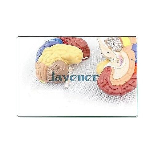 Human Anatomical Brain Function Anatomy Medical Model Professional Colorful