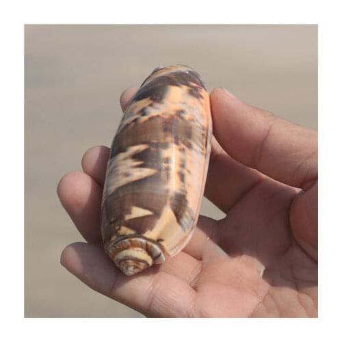 Natural Conch Seashell Fairy Snail Fish Tank Landscaping Platform Decoration Photography Props Childrens Science