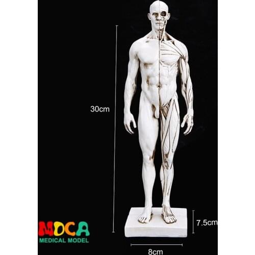 Drawing of life in art studio simulation of male skeleton whole body muscle structure still life sketch teaching model RTSM101