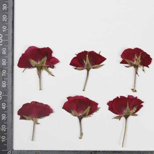 250pcs Dried Side Pressed Red Rose Flower Plants Herbarium For Jewelry Bookmark Phone Case Photo Frame Candle Art DIY