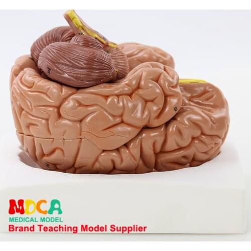 Human body splitting 8 parts 1:1 brain assembling cerebral artery anatomy human brain model medicine teaching MDN005