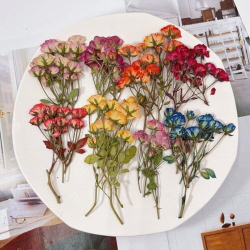 30pcs Pressed Dried Multi-heads Chinese Rose Buds Flower Plants Herbarium For Jewelry Bookmark Phone Case Postcard Scrapbook DIY