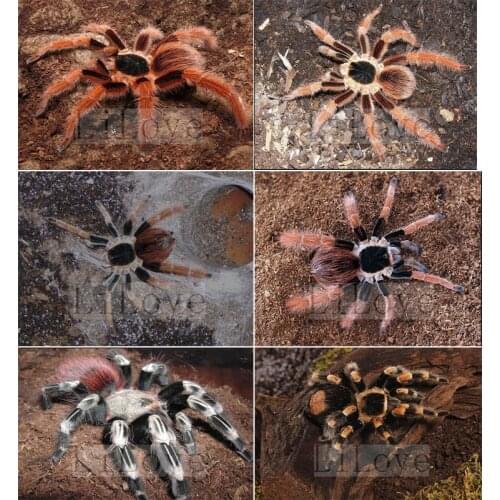 Red spider full drill Mosaic 5D Diy Diamond Painting Cross Stitch Kits room decor Embroidery aniaml Needlework Stickers FG1952