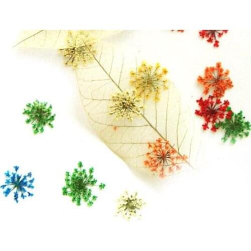 10pcs/lot Lace Beautiful Flower Dried Flowers for Diy Bookmark Pressed Flower Craft Card