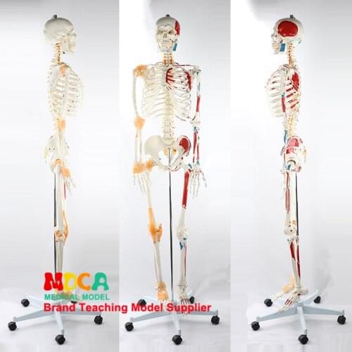170CM Human Skeletal Model Neuromuscular Starting and Stopping Colored Ligament Skeleton Yoga Medical Teaching MGG301