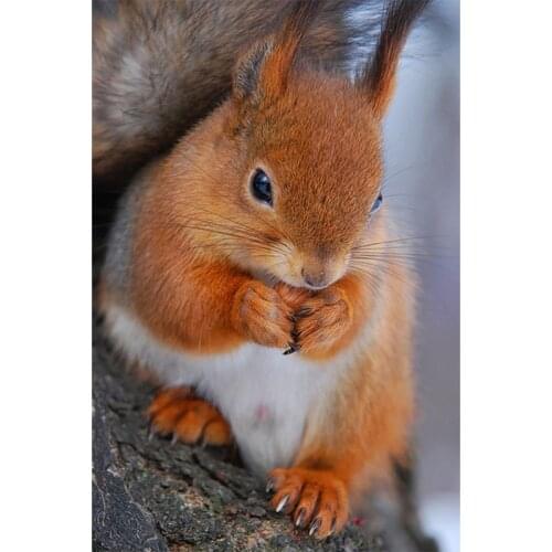 5D DIY diamond painting cross stitch forest animal squirrel mosaic pattern rhinestone diamond embroidery home decoration ZWQ