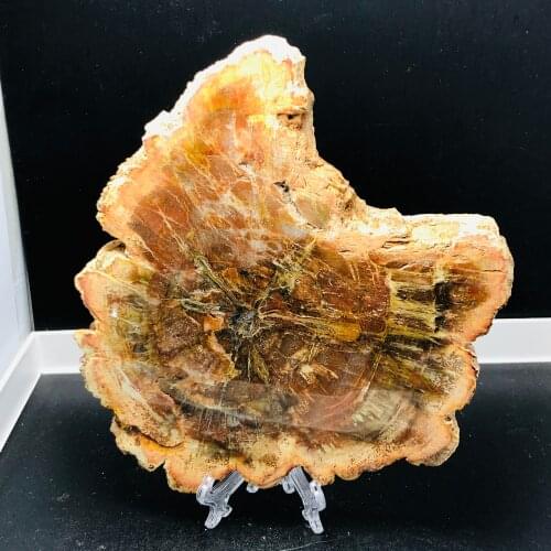 300-890g Natural wood fossil mineral raw stone + base