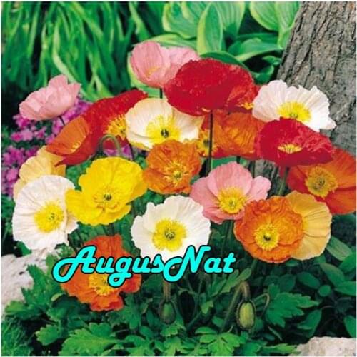 Full round diamond painting poppy flower daimond embroidery floral diamand mosaic picture diamant painting crystal canvas paint