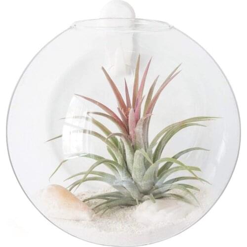 Decorative Wall Hanging Glass Planter Glass Air Plant Terrarium Glass Vase