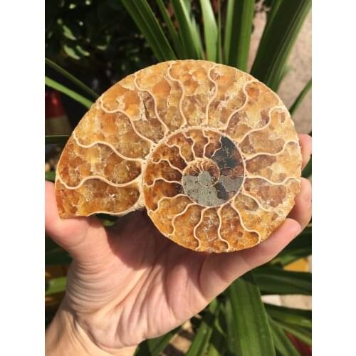 1pcs 77g Natural conch slice polished Fossil Madagasca