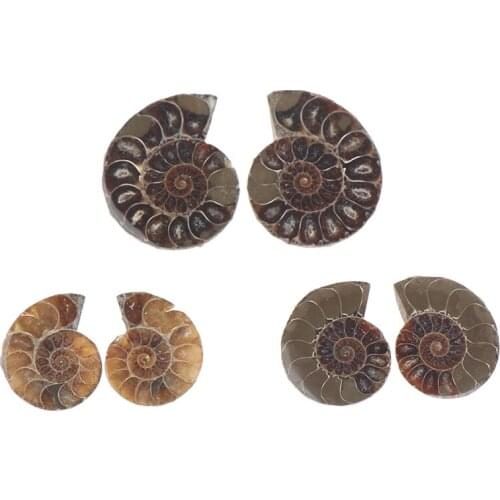 Half Cut Conch Fossils Ammonite Shell Art Collect DIY Stone Crafts Home Decor
