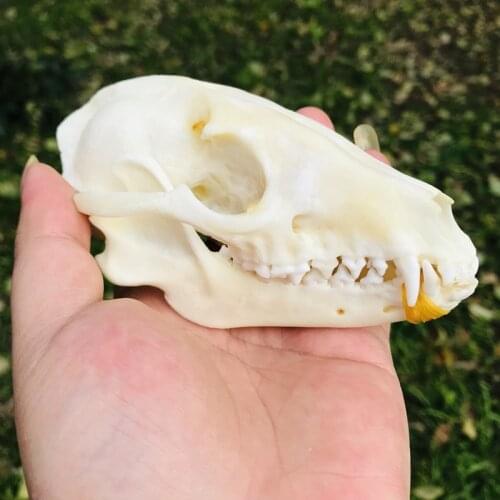 1pcs Pure Natural Taxidermy Vulpes Raccoon Skull Taxidermy Real Bone Skeleton Christmas Decoratio