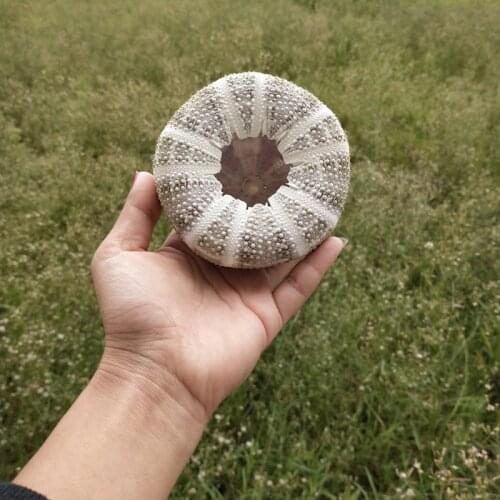 1PCS 7-8cm Natural Sea Urchin green Sea Urchins Handicraft Home Decoration Crafts Natural Crafts Wedding Sea Shells DIY