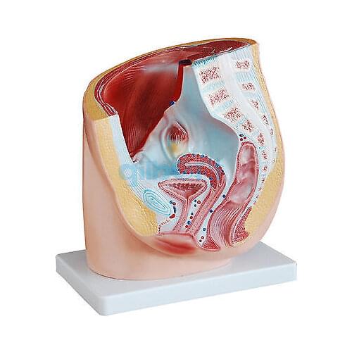 Human Female Pelvic Cross-Section Anatomical Model - Medical Pelvis Anatomy