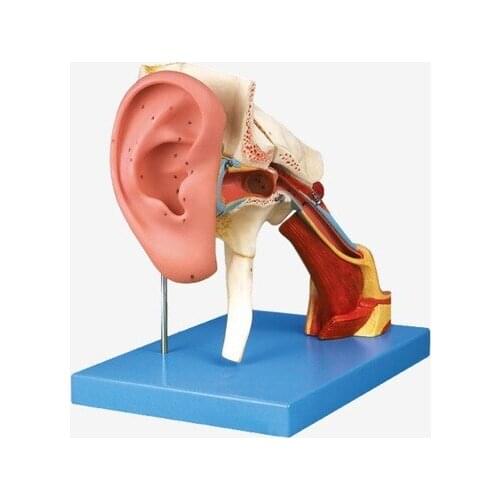 Human hearing system simulation model Ear structure magnification model 4X 34*40*22.5cm free shipping