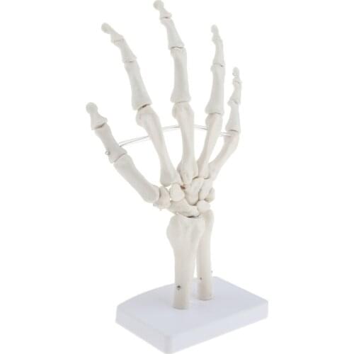 Medical Life-Size Human Hand Joint Skeleton Anatomical Model, Human Anatomy, Medical Teaching Tool