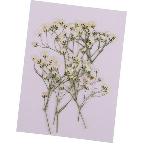 10pcs Real Pressed Dried Flowers Natural Dry Babys Breath Flowers DIY Making Card Handmade Resin Crafts Scrapbooking Art Crafts