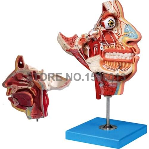 Two Sides Head and Face Anatomy Teaching Model, Muscles,Nerves and Vessels in Facial Skull Simulator