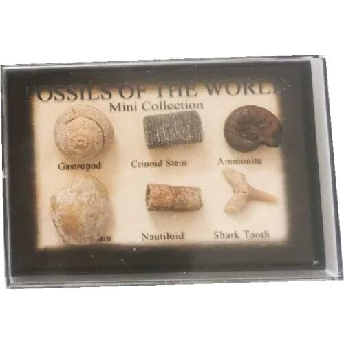 MINI Collection Fossil specimen teaching shell specimen ore natural