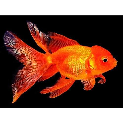 Dpsupr Full Square/Round Diamond Painting Kit Cross Stitch Animal Fish Scenery Diamond 3D Embroidery DIY 5D Moasic Gift DC04