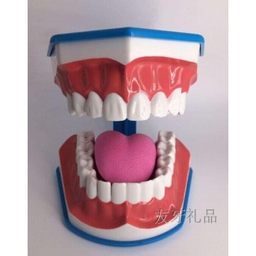 Tooth models Brush your teeth model teaching model Very large models 19*15*11cm free shipping