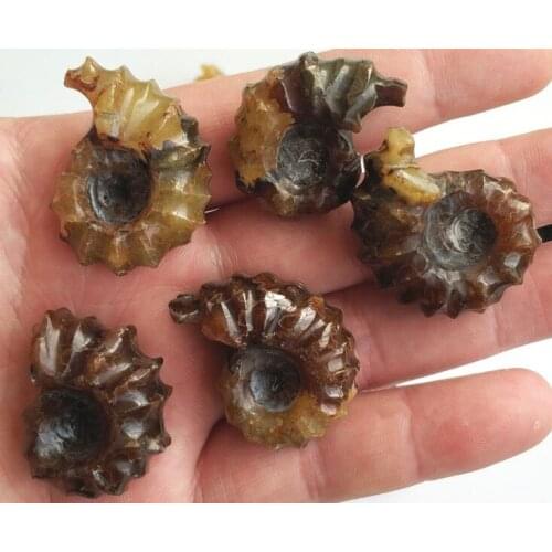 5PCS Natural conch fossil of Madagascar