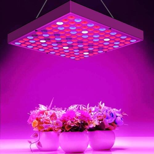 DBF Plant Lamps