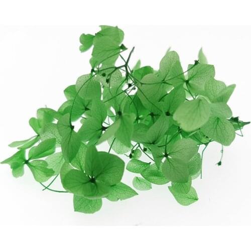 0.5/lot High Quality Natural Fresh Preserved Flowers Dried Hydrangea Flower Head For DIY Real Eternal Life Flowers Material