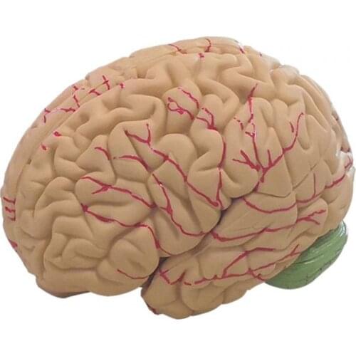 Human Brain Model Simulation 8-Part PVC Life-size Anatomy Teaching Tool for Classroom