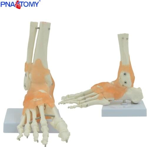 Flexible human foot bone model life size with base and ligaments medical teaching tool educational model anatomical PANTOMY