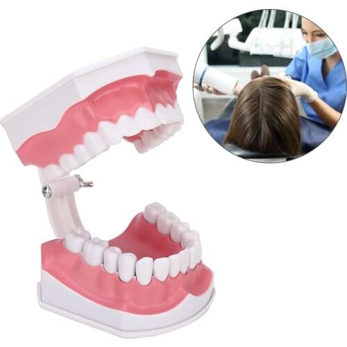 Dental Tooth Model Studying Standard Dental Teeth Teaching Cavity Demonstration with Brush