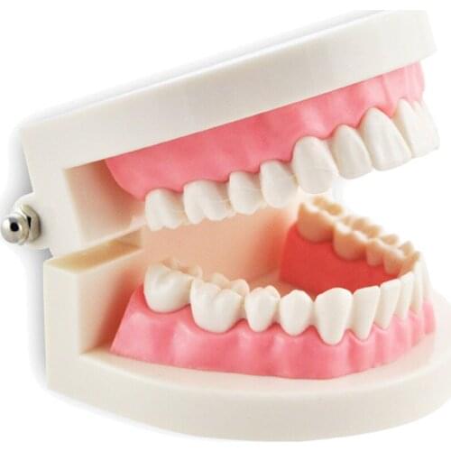 Promotion New Dental Dentist Flesh Pink Gums Standard Teeth Tooth Teach Model