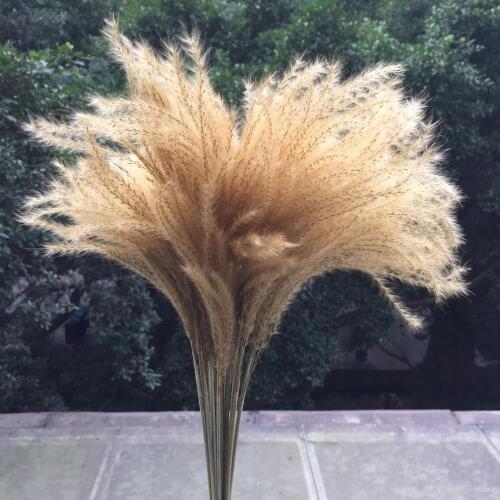 45cm/20pcs,Natural Pampas Grass Dried Flowers Bouquet,Eternell Real Display Reed Rough Melic for Wedding Party Home Decoration