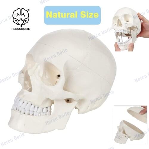 Scientific Human Adult Skull Anatomical Model, Medical Quality, Life Size (9" Height) - 3 Part - Removable Skull Cap - Shows Mos