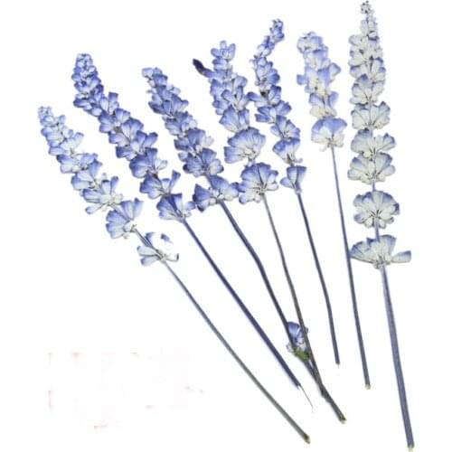 15pcs Free shipping organic natural dried press lavender flower