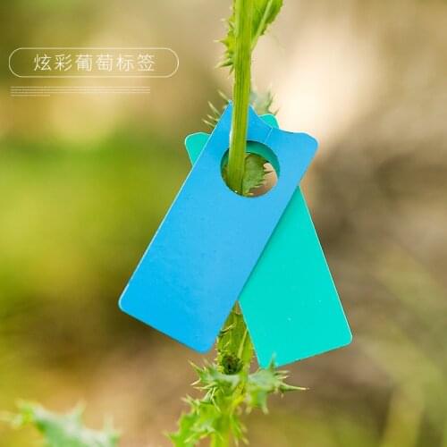50/100Pcs New Plastic Plants Hang Tag Labels Grape Marker Card Melon Fruit Marker Seeding Garden Flower Pot Tags