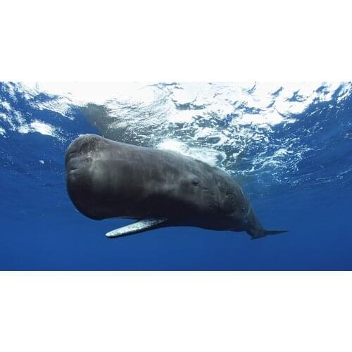 Bowhead Whales Giant Marine Animal (10) Wall Posters Prints Silk Art Painting For Home Wall Bedroom Decor