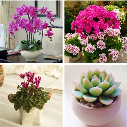 12 L Sphagnum Moss Moisturizing Nutrition Organic Fertilizer Protect Orchid Succulent Plant Roots DIY Flower Pot Home Garden