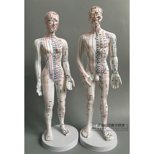 Human Ultra - clear acupuncture points acupoints meridian massage model 50cm men/48cm women