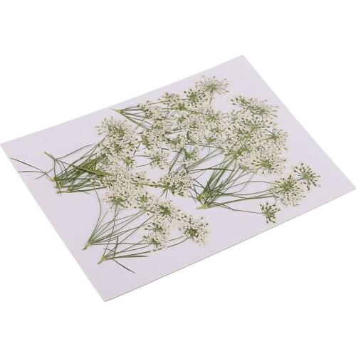 10 Piece Pressed Natural Dried Flowers Lace Flower for DIY Craft Scrapbooking
