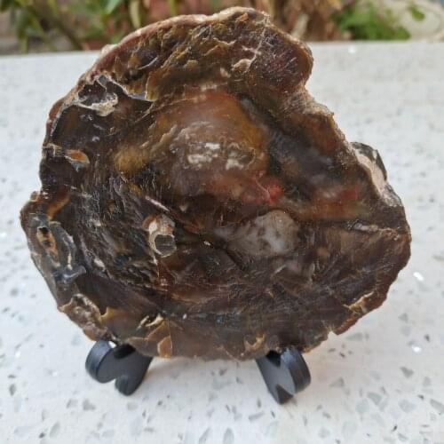 Beautiful Polished Petrified Wood Slab from Madagascar