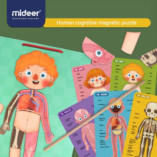MiDeer Baby Puzzle Toys Magnetic Body 6Y+ Muscle Bone Structure Cognition Hanging board Education Creative Toys For Kids