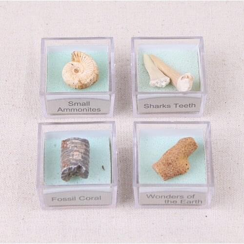 50 Boxes Natural Crystal Ore Specimen Mineral Rock Geography Teaching Materials Mineral Specimen Gift for Kids Biological Fossil