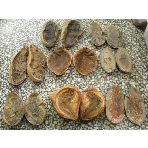 8 pairs fish well-preserved Million Year Old fish fossils