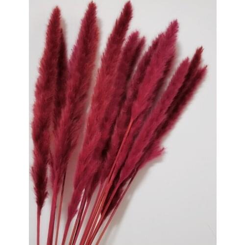 15pcs Natural Dried Pampas Grass Reed Phragmites Dry Flower Plants Wedding Flower Home Living Room Decoration Table Accessories
