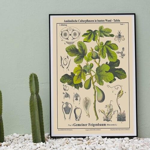 Vintage Poster Antique Botanical Prints Vintage Fig Tree Drawing Rare Poster Educational Wall Art Painting Plant Picture