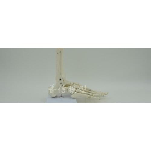 Human spine bone skeleton model 45cm sitting posture model Medical Science teaching supplies