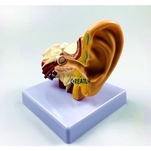 Organ Model 1.5 times External Ears Human Ear Anatomy Model Medical Science model Educational Equipment