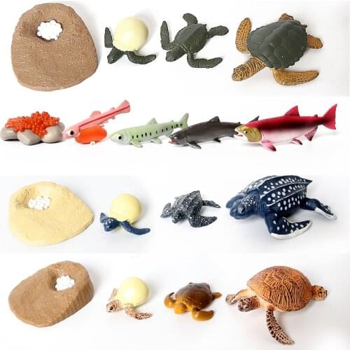 Simulation Animal Life Cycle Salmon,Sea turtle,Leatherback ,Tortoise Growth Cycle Models collection Figures Educational toys